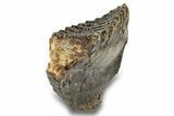 Fossil Juvenile Woolly Mammoth Molar - Siberia #259868-4